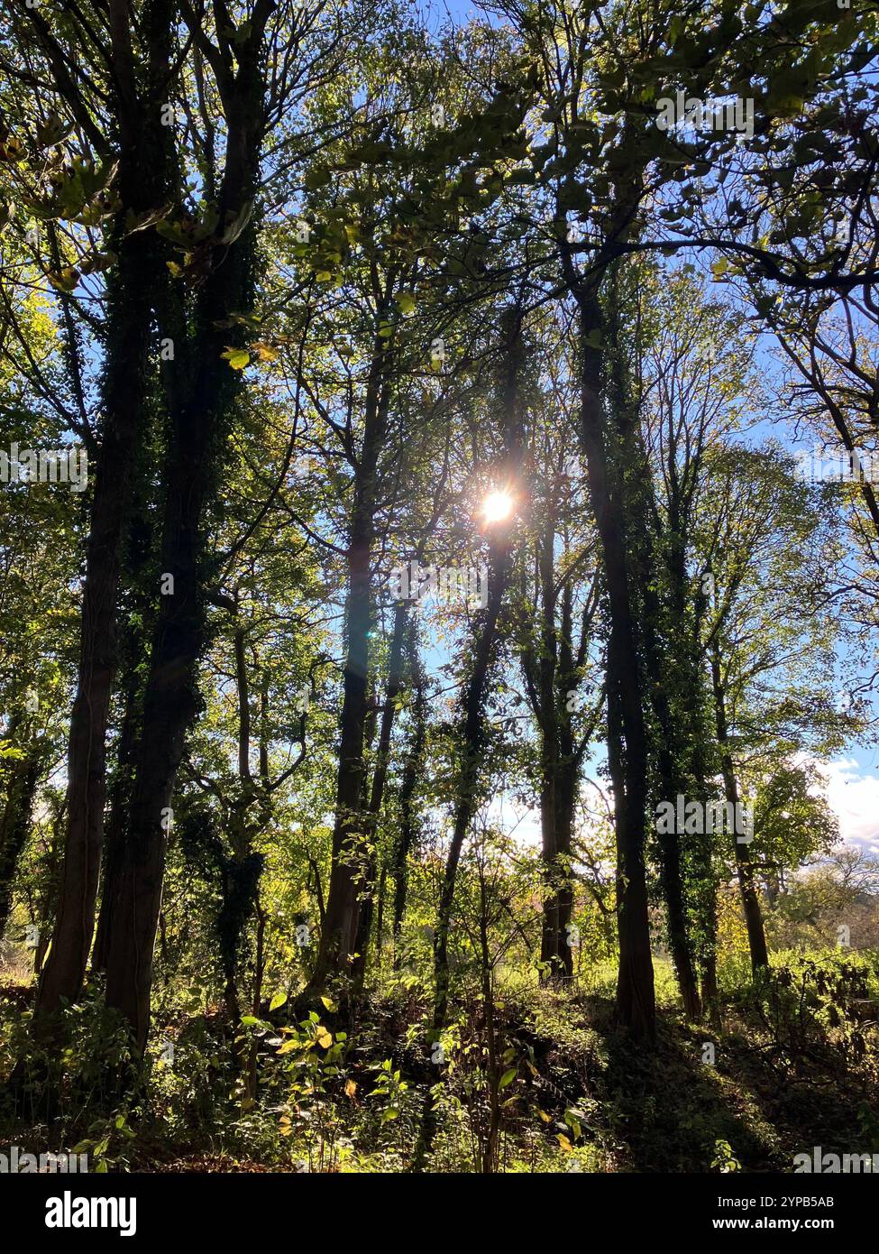 La luce del sole che attraversa gli alberi di Woodland in autunno, i rookeries, Womersley, North Yorkshire, Regno Unito Foto Stock