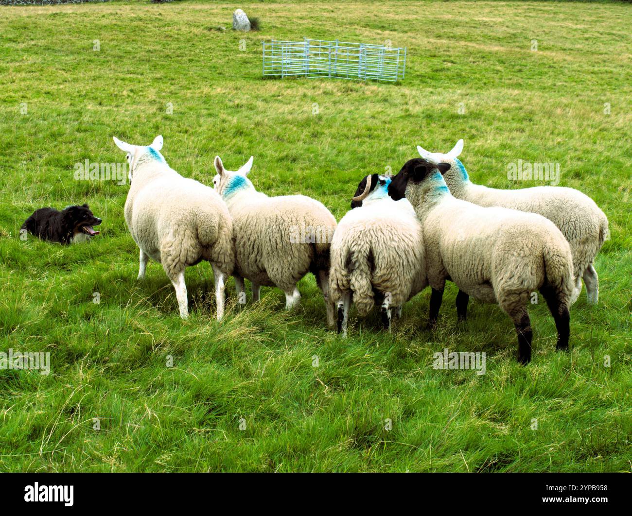 Il cane di Collie Bob tiene la postazione con un gregge di pecore su Dartmoor in attesa del suo prossimo comando dal pastore per portarli alla penna di metallo Foto Stock