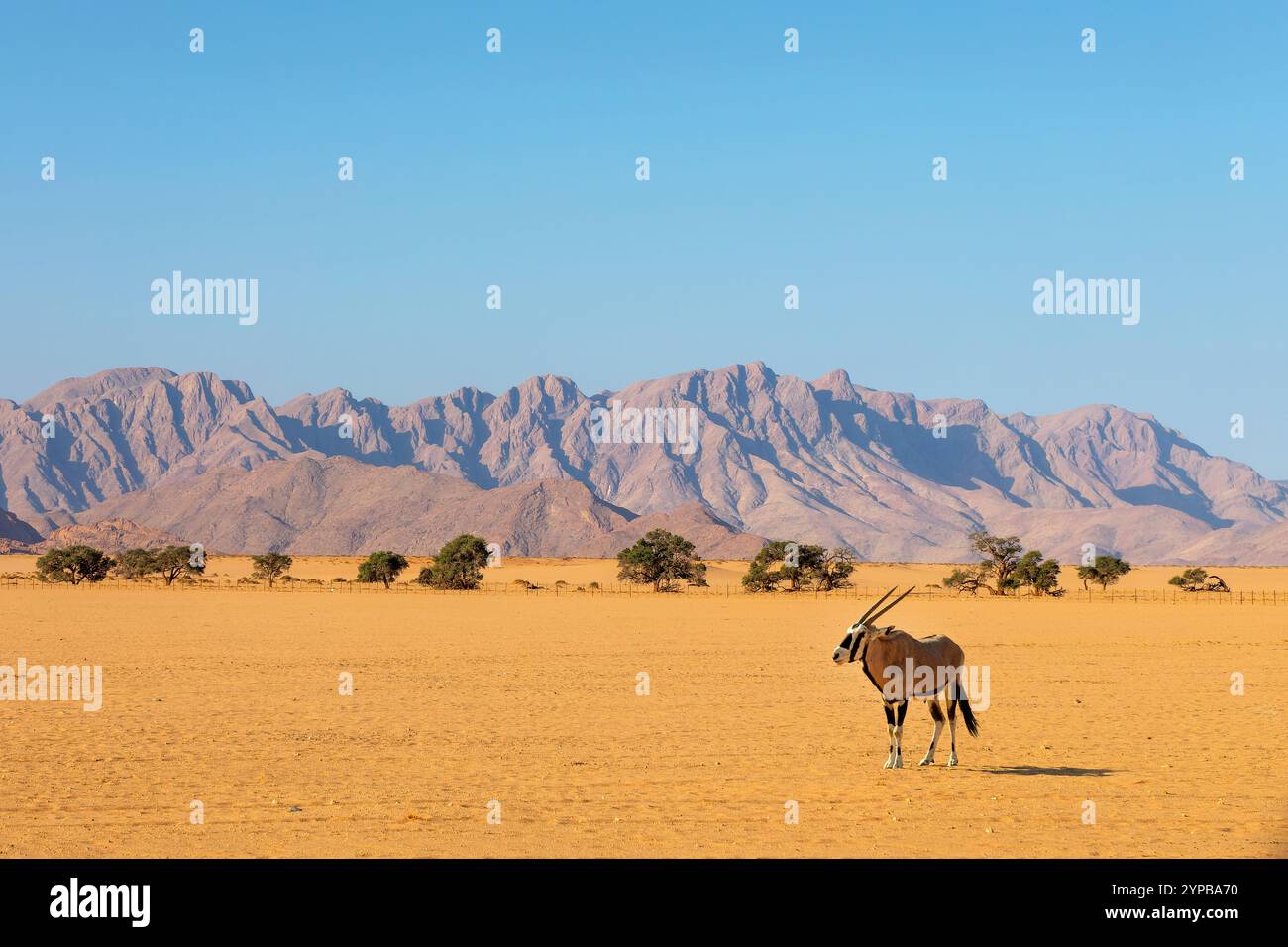 Oryx nel deserto del Namib a Sesriem, paesaggio della Namibia, Africa Foto Stock