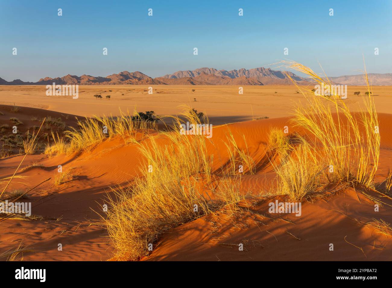 Vista del deserto dalla duna di sabbia di Elim vicino a Sesriem, al parco nazionale Namib-Naukluft, al paesaggio della Namibia, all'Africa Foto Stock