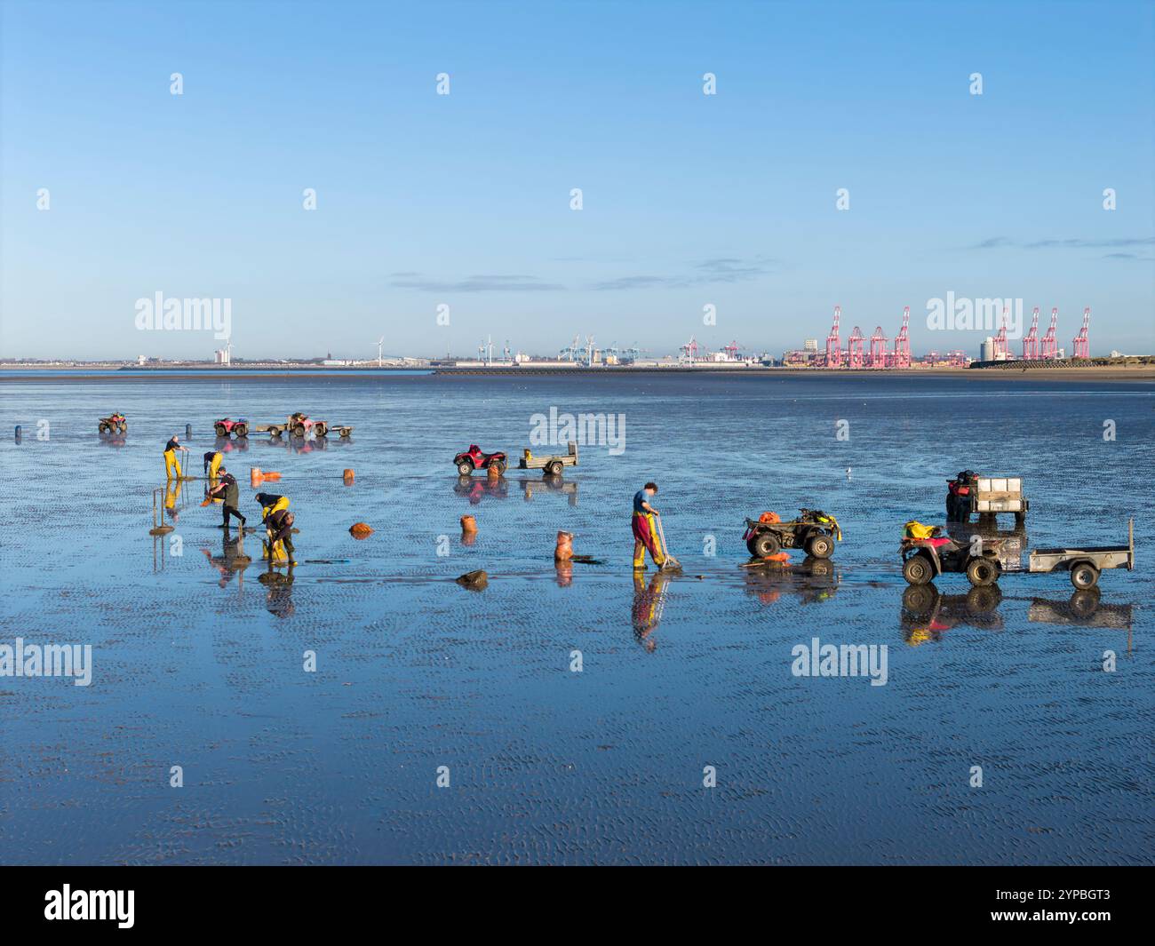 LEASOWE, MERSEYSIDE, INGHILTERRA - 27 NOVEMBRE 2024: I cacciatori di galline lavorano sulla spiaggia di Leasowe, Wirral, Merseyside, Inghilterra Foto Stock