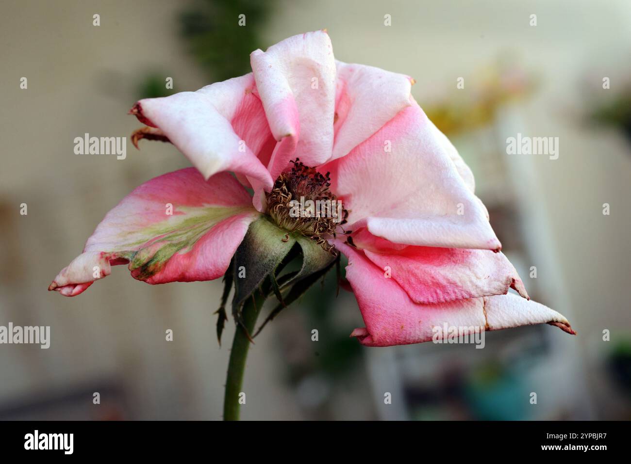 Concetto di invecchiamento - fiore di rosa invecchiato Foto Stock