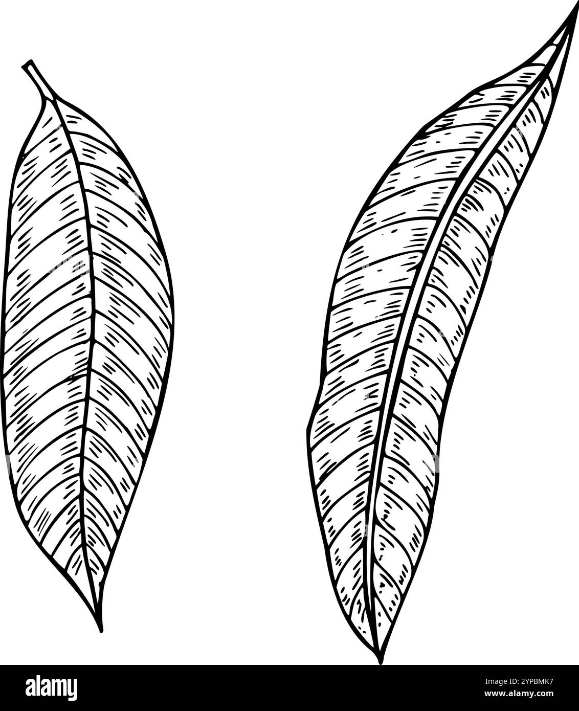 Illustrazione a due foglie di mango monocromatiche dipinta con inchiostro nero. Foglia stretta lunga con venature disegnate a mano. Elementi floreali per la decorazione del pacchetto Illustrazione Vettoriale