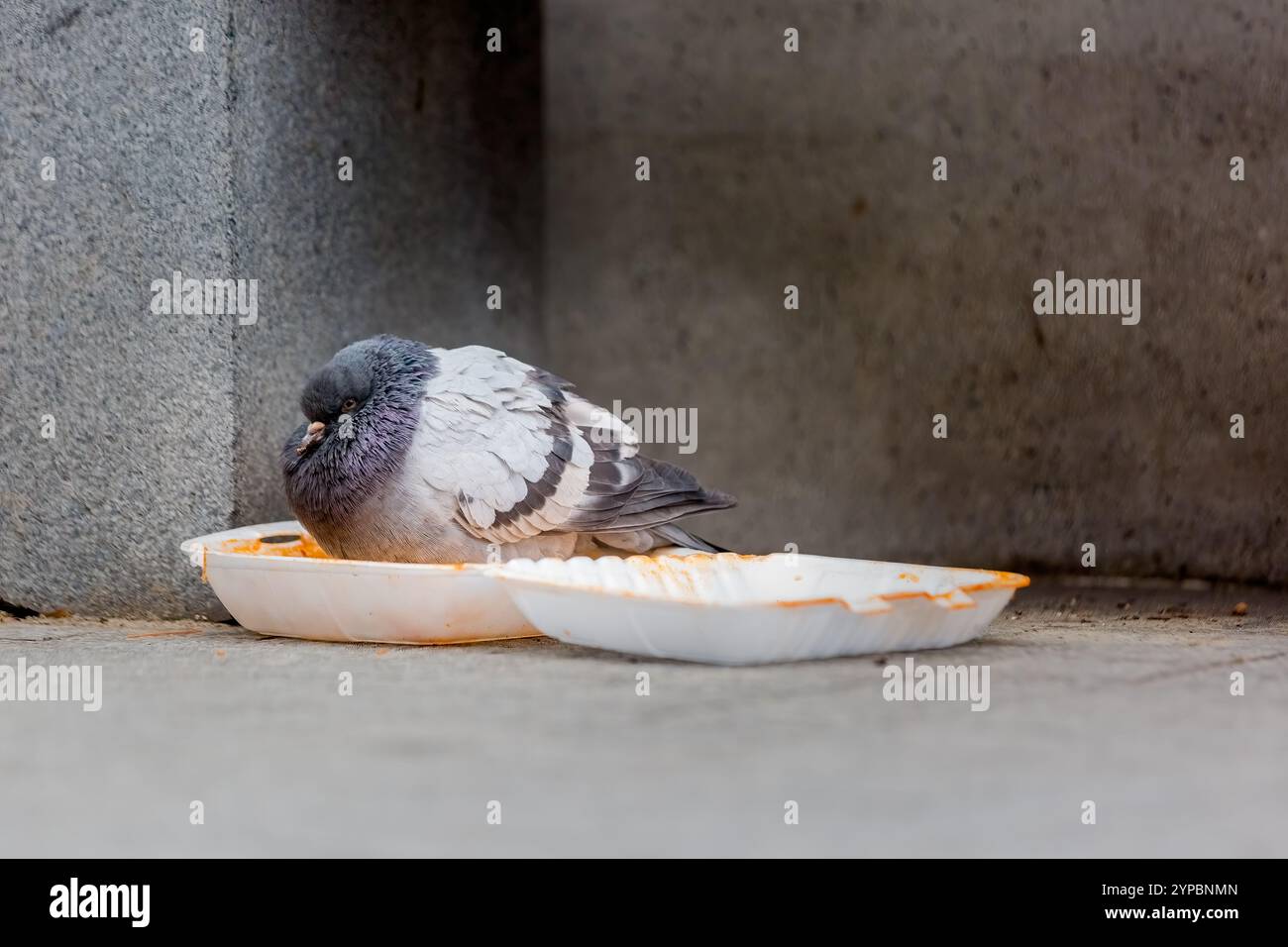 Un piccione senzatetto arroccato in un contenitore alimentare vuoto in mezzo al decadimento urbano Foto Stock