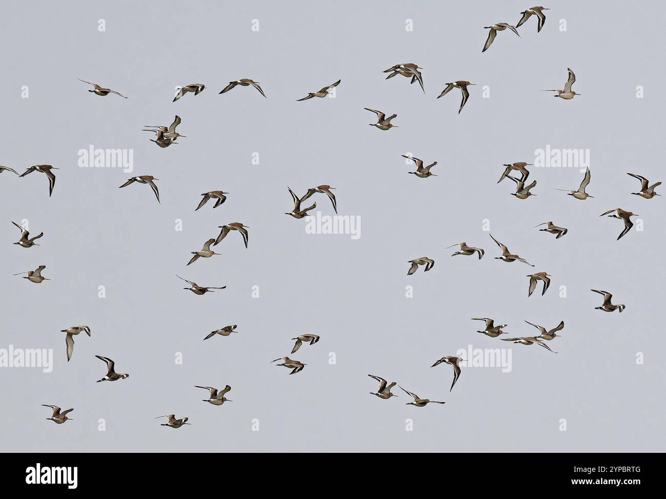 Un gregge di Black tailed Godwit prende il cielo Foto Stock