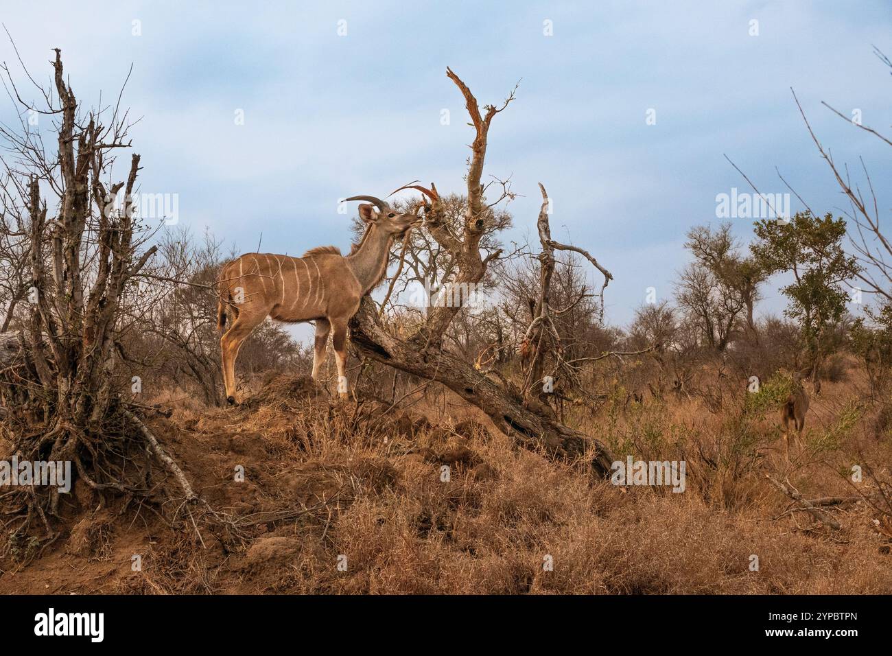 Un Kudu maschio che si nutre di un albero nel Parco Nazionale di Kruger, in Sudafrica Foto Stock