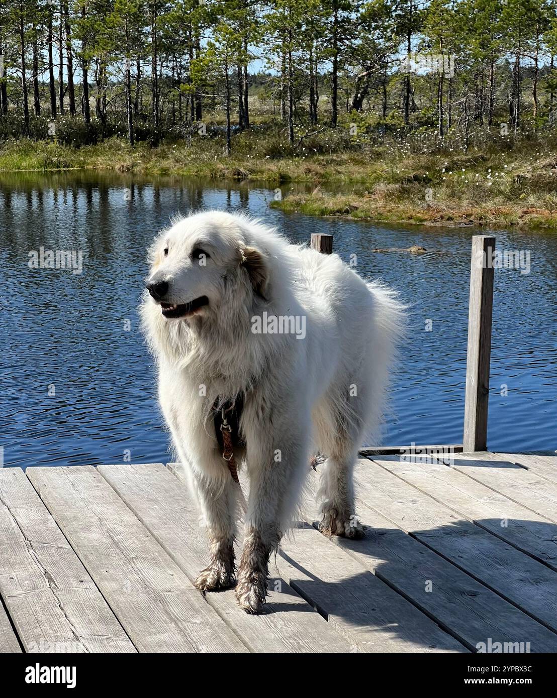 Giorno del cane pomeriggio. Foto Stock