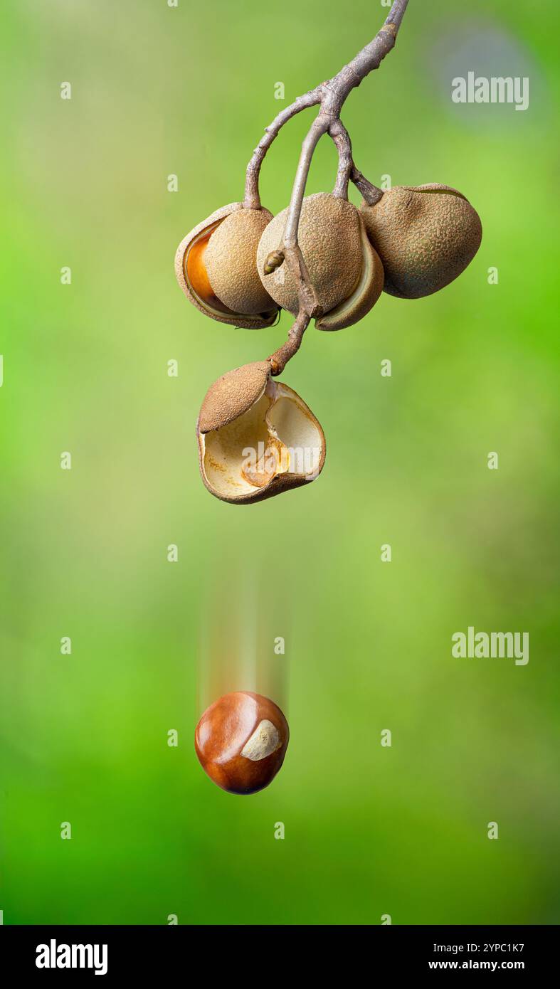 Seme di buckeye rosso (Aesculus pavia) che cadono dal baccello di semi in autunno nella Virginia centrale. Foto Stock
