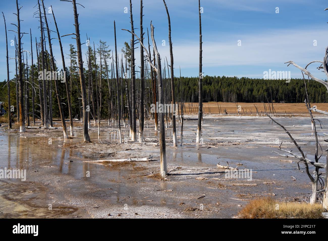 Una sorgente attiva di geyser con uno scarico intermittente di acqua espulsa in modo turbolento e accompagnata da vapore, il parco nazionale di Yellowstone, USA Foto Stock