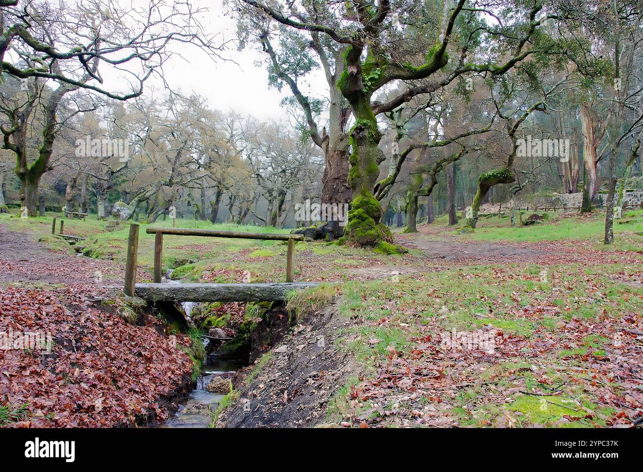 Tronco di un albero molto vecchio. Foresta in cui è possibile vedere parte di un vecchio albero con più alberi sullo sfondo. Foto Stock