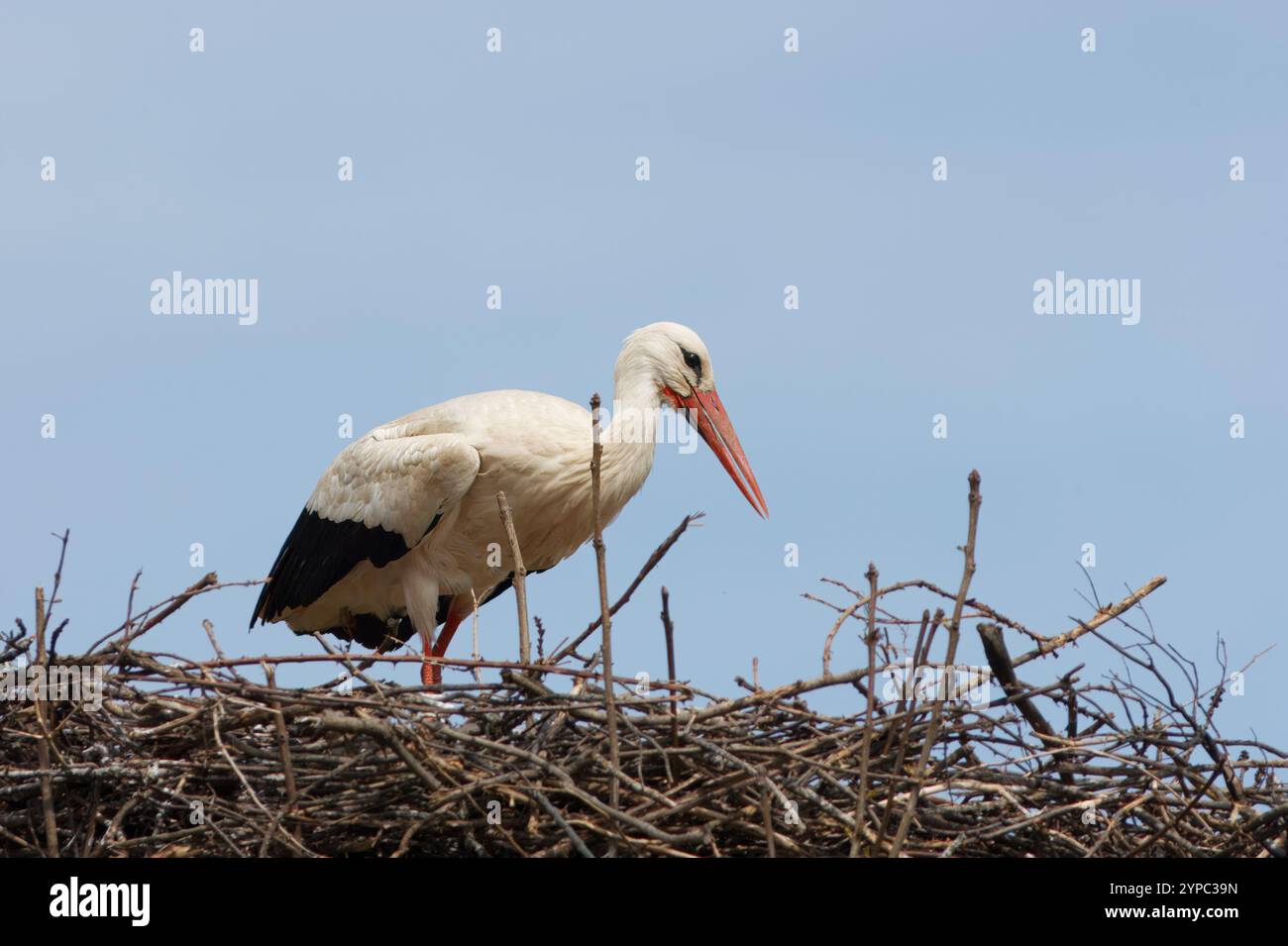 Cicogna bianca con il nome scientifico di (Ciconia ciconia). Una cicogna arroccata in cima al suo nido. Foto Stock