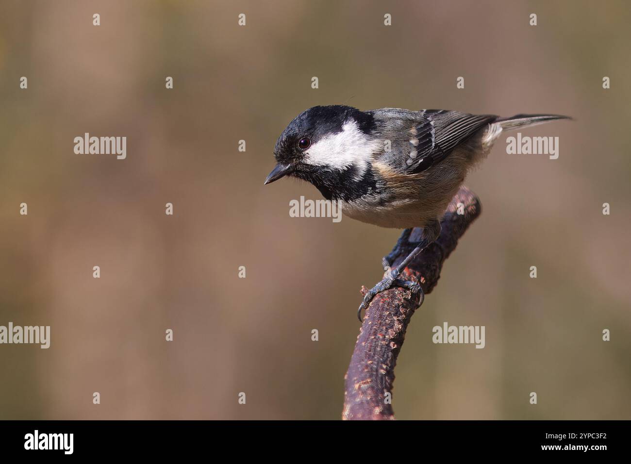 Carbone di legna con il nome scientifico di (Periparus ater). Piccolo uccello dalla testa nera, molto comune nelle foreste di pini, arroccato su un ramo. Foto Stock