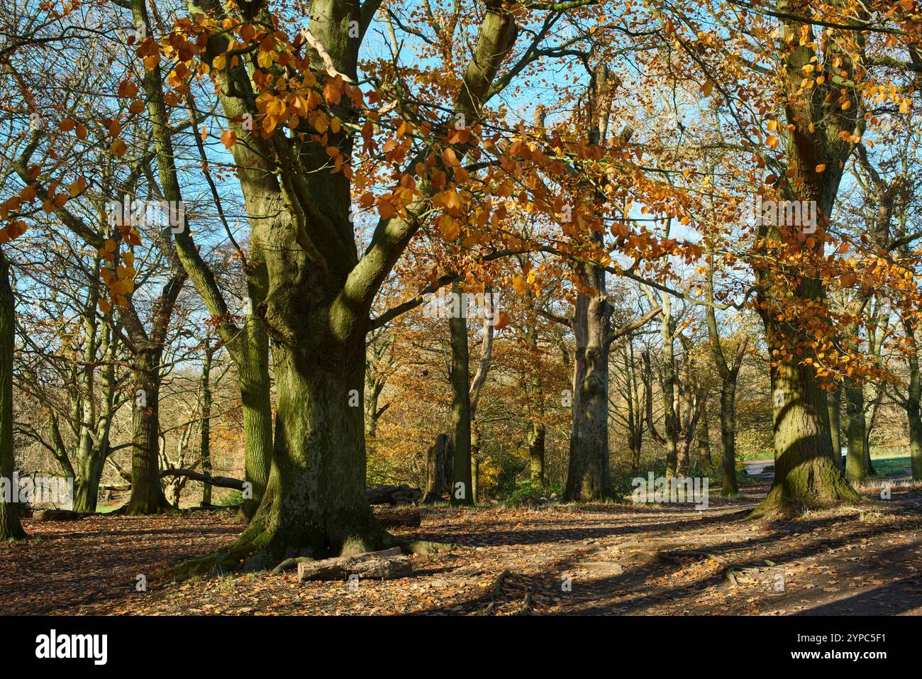 Bosco nel tardo autunno a Hampstead Heath, Londra Regno Unito Foto Stock