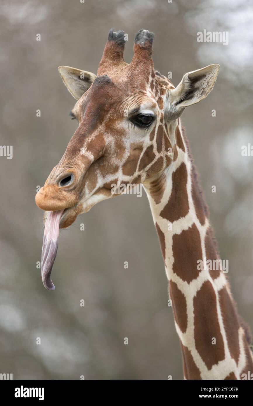 Giraffa adulta che si stacca dalla lingua lunga Foto Stock