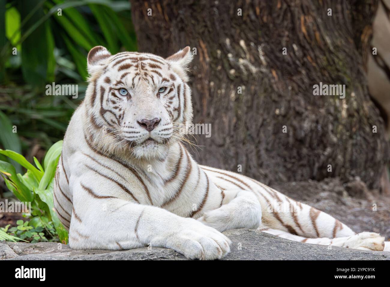 Tigre del Bengala bianco allo Zoo di Singapore. Foto Stock