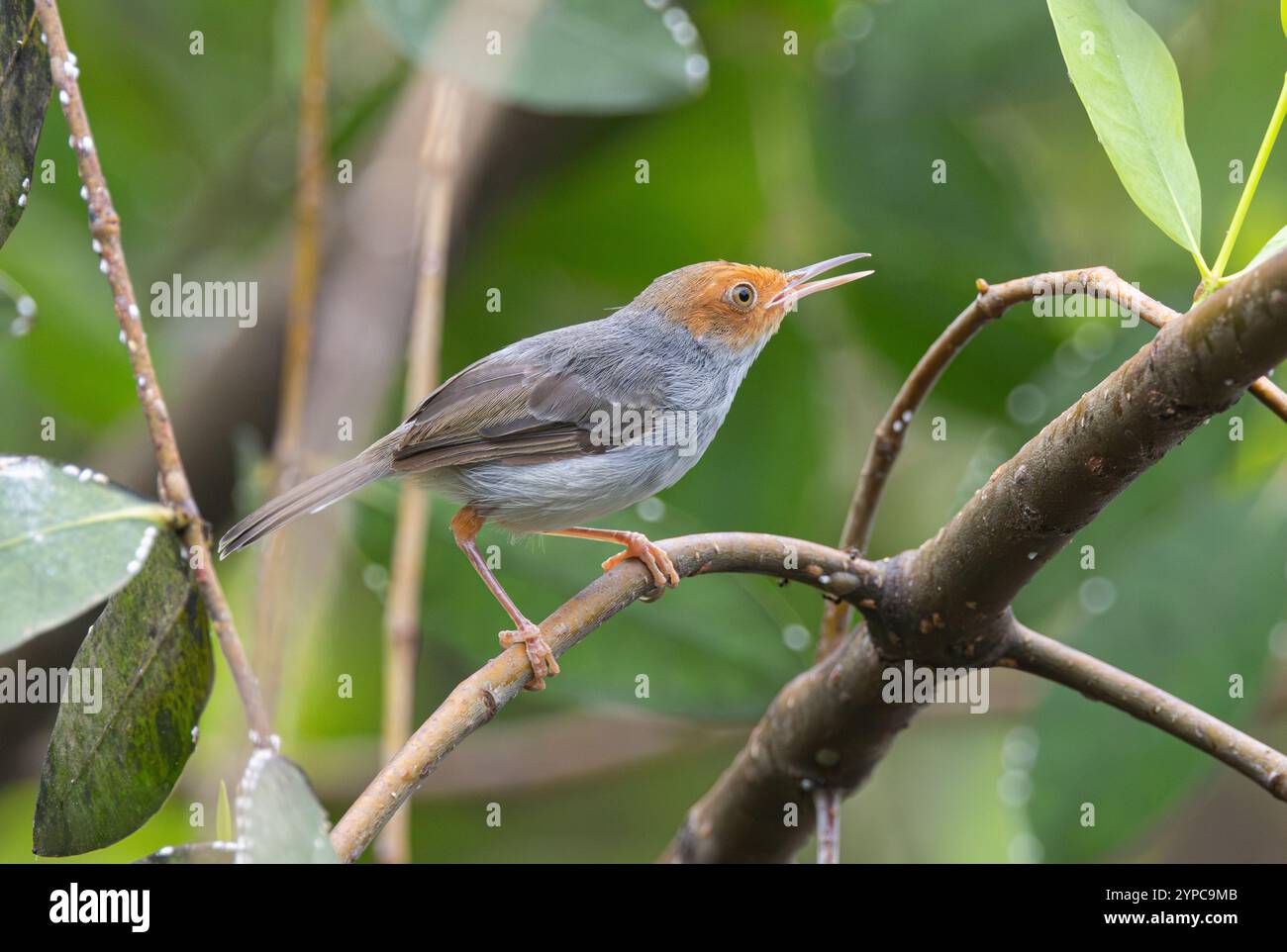 Ashy tailorbird (orthotomus ruficeps) in Gardens by the Bay, Singapore Foto Stock