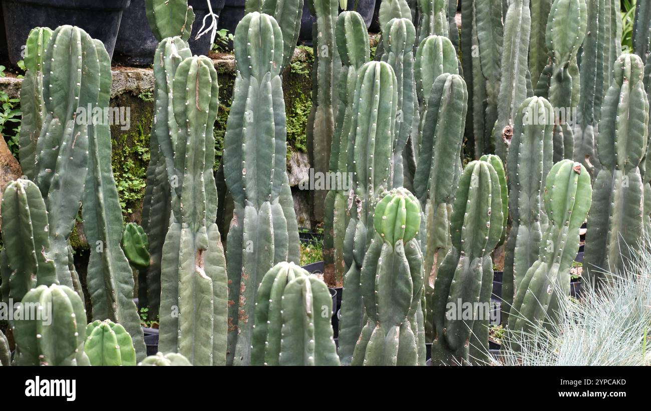 Una fila di cactus o cactus in vasi neri, con i cactus che hanno piccole macchie bianche sulle loro superfici. La parete verde lucida sullo sfondo aggiunge un tocco di freschezza Foto Stock