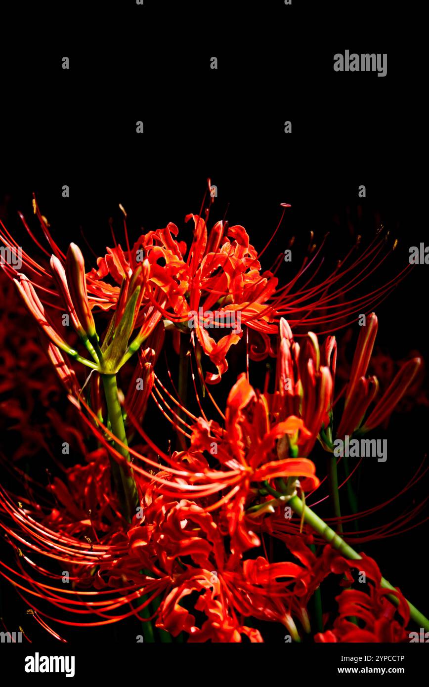 fioritura rossa di gigli ragni Foto Stock