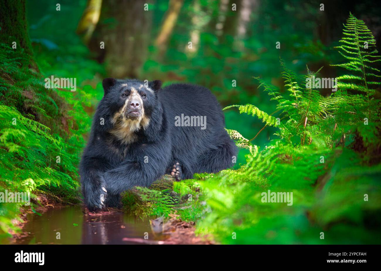 Orso selvatico sudamericano (Tremarctos ornatus). Foto Stock