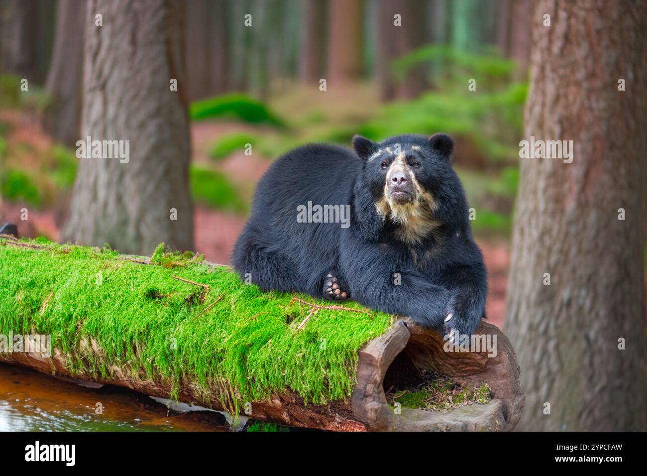 Orso selvatico sudamericano (Tremarctos ornatus). Foto Stock