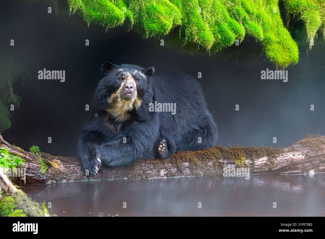 Orso selvatico sudamericano (Tremarctos ornatus). Foto Stock