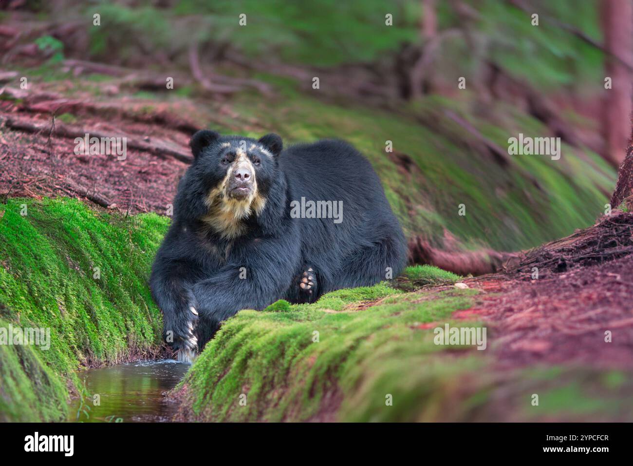 Orso selvatico sudamericano (Tremarctos ornatus). Foto Stock