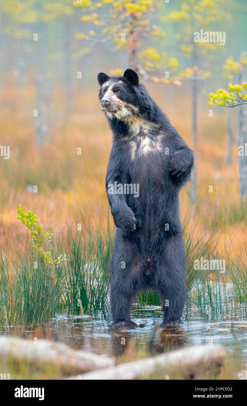 Orso selvatico sudamericano (Tremarctos ornatus). Foto Stock