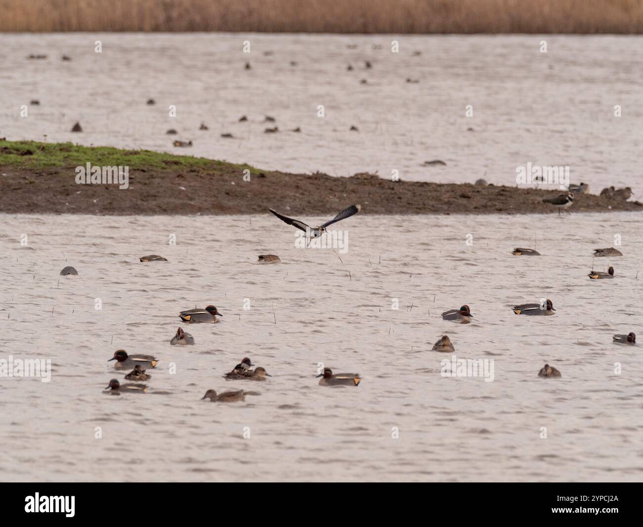 Lapwing arriva con grazia per atterrare sull'acqua tra le cime nuoto al Blacktoft Sands. REGNO UNITO Foto Stock