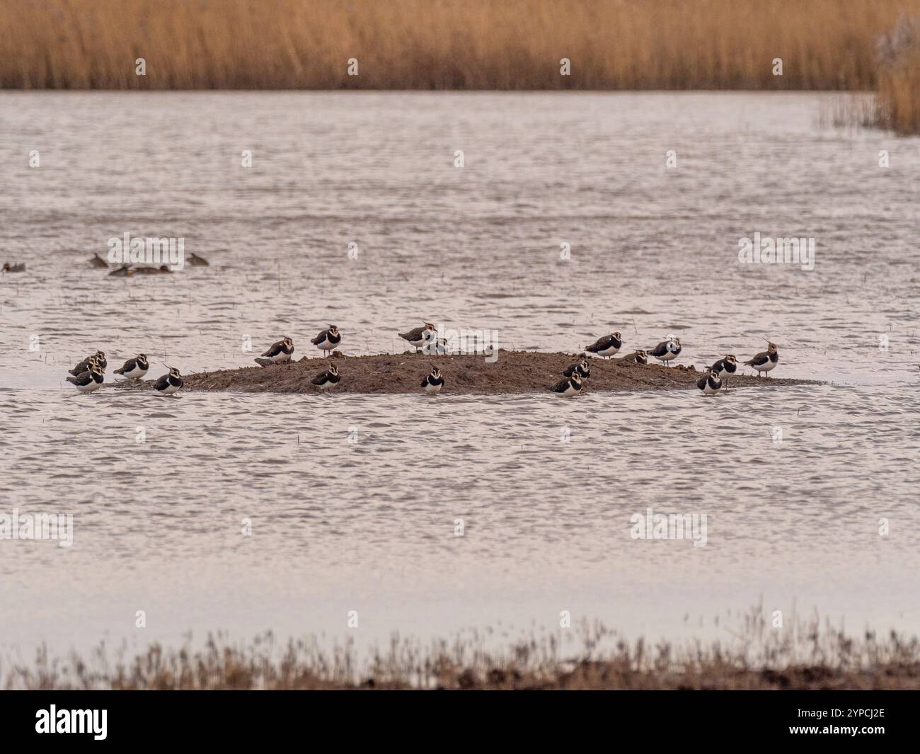 Lapwings arroccato su un tumulo fangoso in acque poco profonde a Blacktoft Sands, incorniciato da letti di canne in lontananza. REGNO UNITO Foto Stock