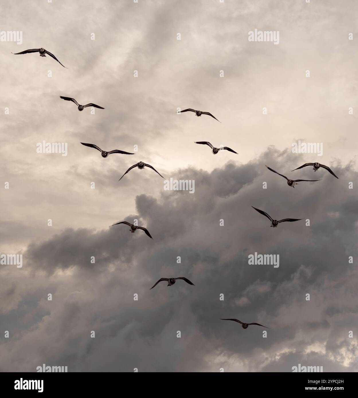 Stormo di lapali che si innalzano sopra Blacktoft Sands, visti contro un cielo nuvoloso. Foto Stock