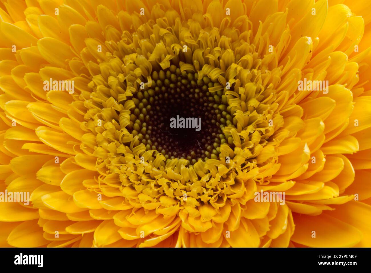 Un vivace primo piano di una margherita gerbera gialla e luminosa mette in risalto la sua complessa disposizione di petali Foto Stock