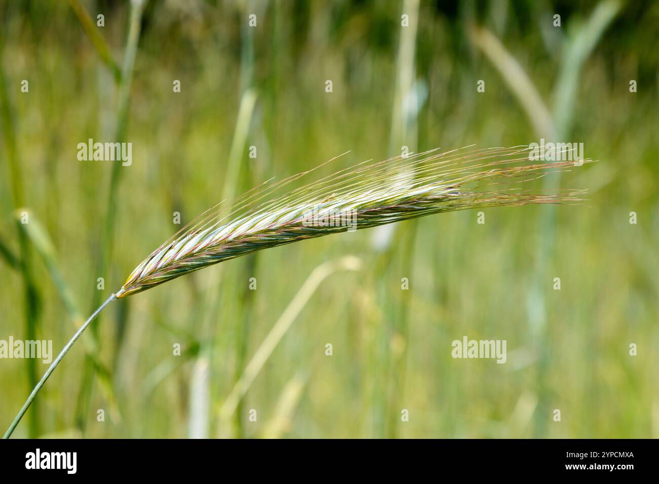 Orecchio acuto di segale in un campo di segale a Chilterns, in Inghilterra Foto Stock