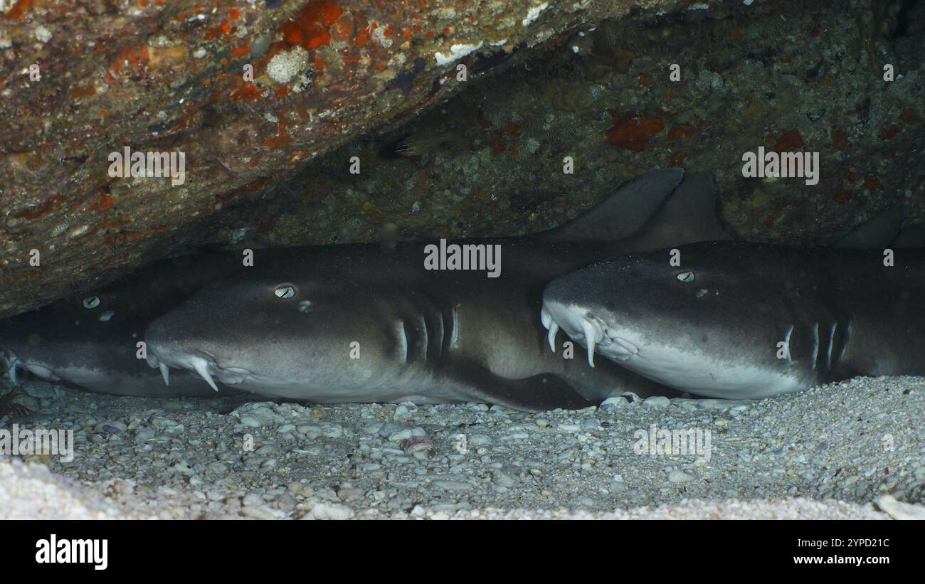 Tre squali di bambù (Chiloscyllium punctatum) che giacciono sotto un affioramento roccioso su un fondale marino sabbioso, sito di immersione Gamat Bay, Nusa Ceningan, Nusa Peni Foto Stock