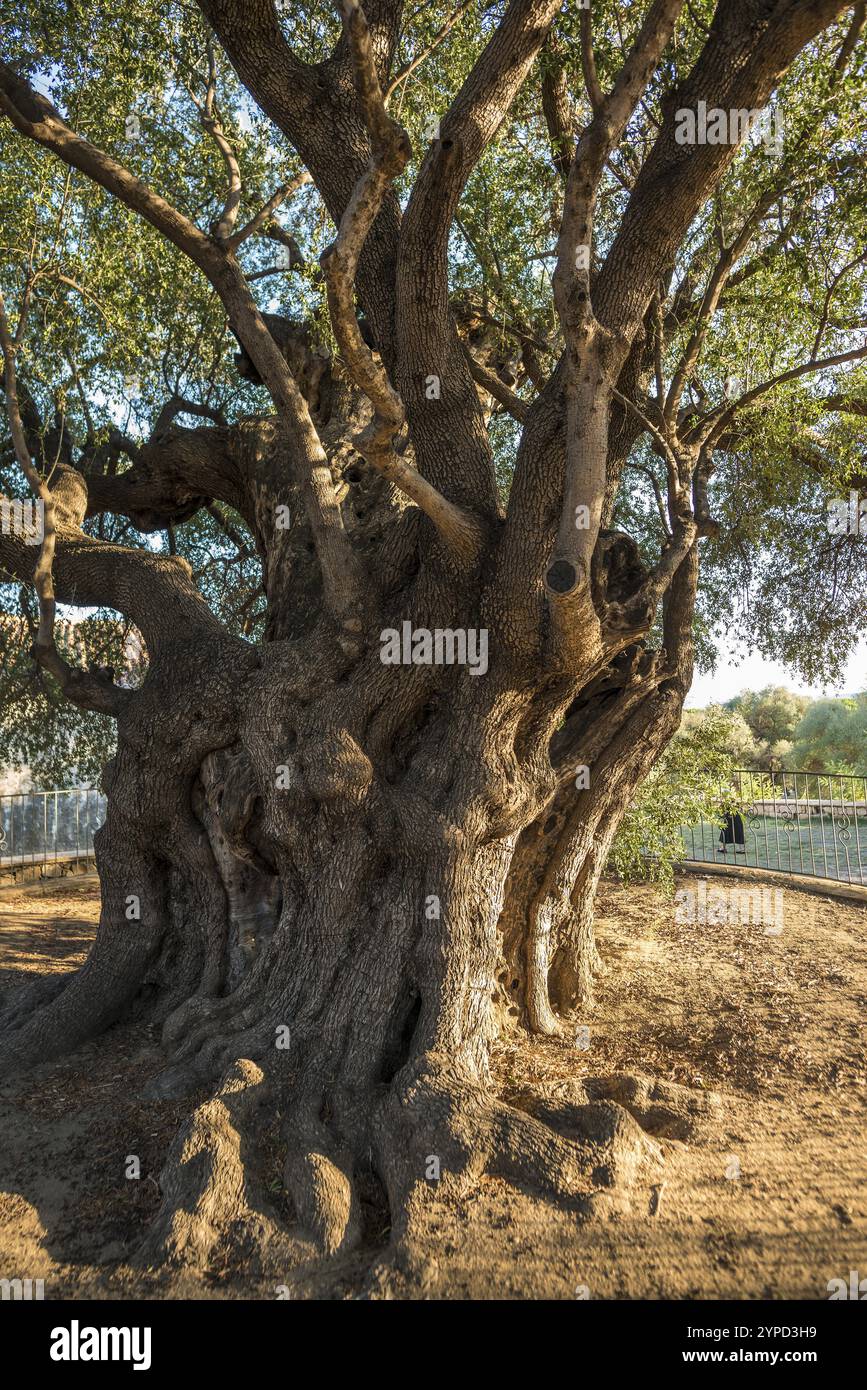 Antico olivo di 1000 anni, Santa Maria Navarrese, Parco Nazionale del Golfo di Orosei, Baunei, Nuoro, Sardegna, Italia, Europa Foto Stock