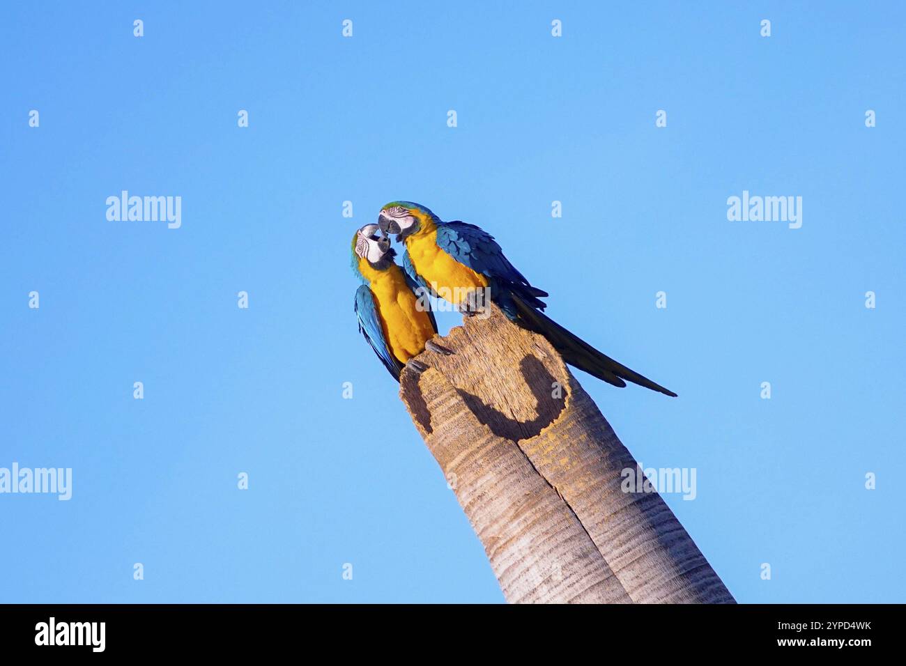 Un paio di Macaw-Caninde sul tronco dell'albero di cocco. È una delle specie emblematiche del cerrado brasiliano e importante per molti indigeni Foto Stock