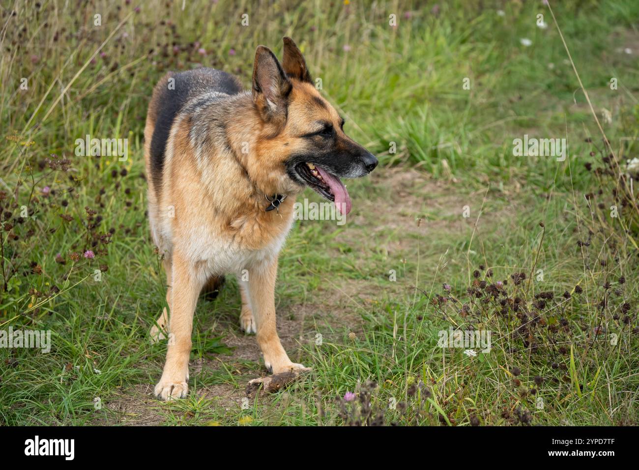 Primo piano di un bellissimo pastore tedesco alsaziano (Canis lupus familiaris) Foto Stock