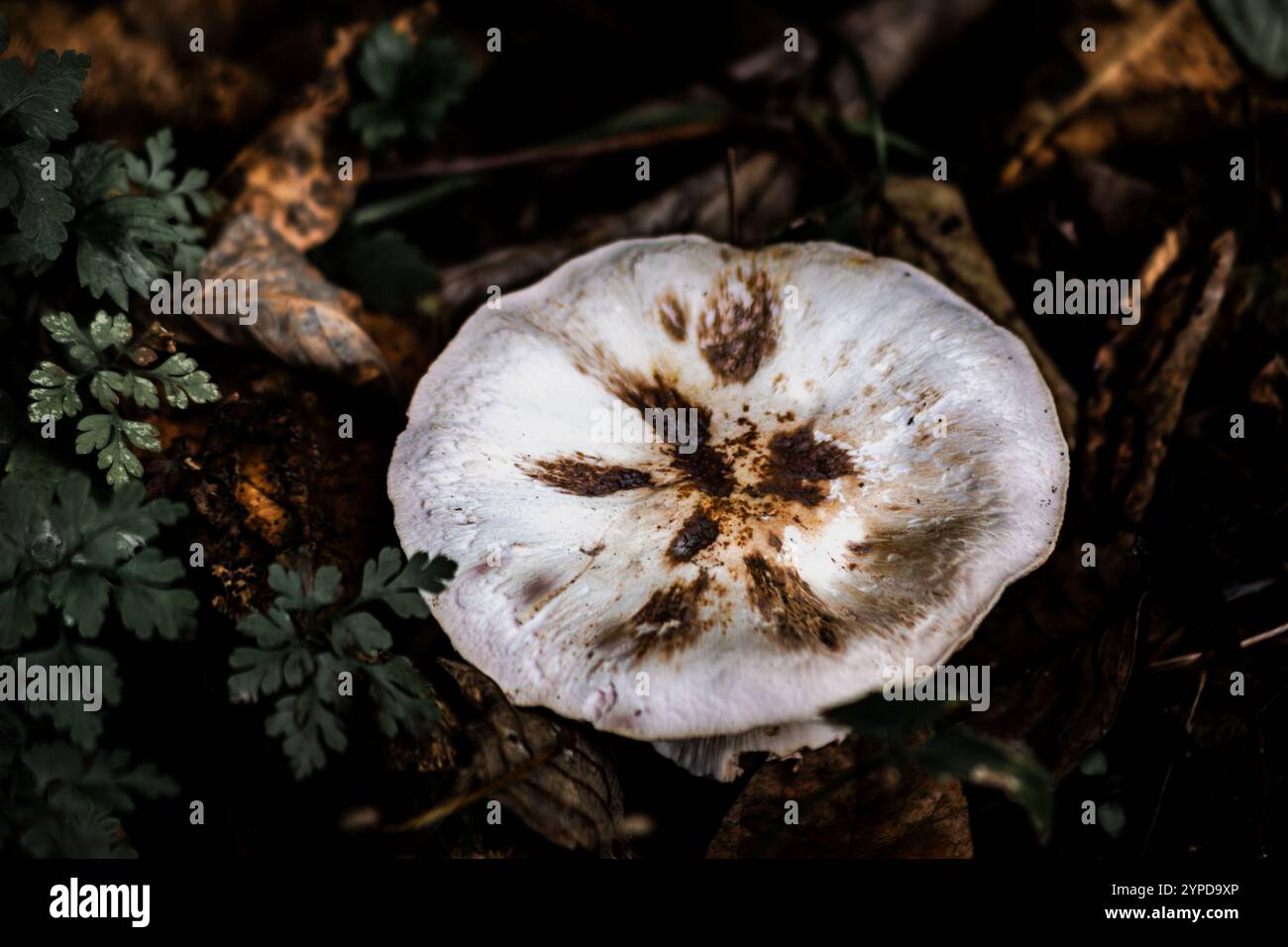 Interessante fungo bianco con striature scure che crescono nel fogliame autunnale al Kelley Point Park di Portland, Oregon Foto Stock