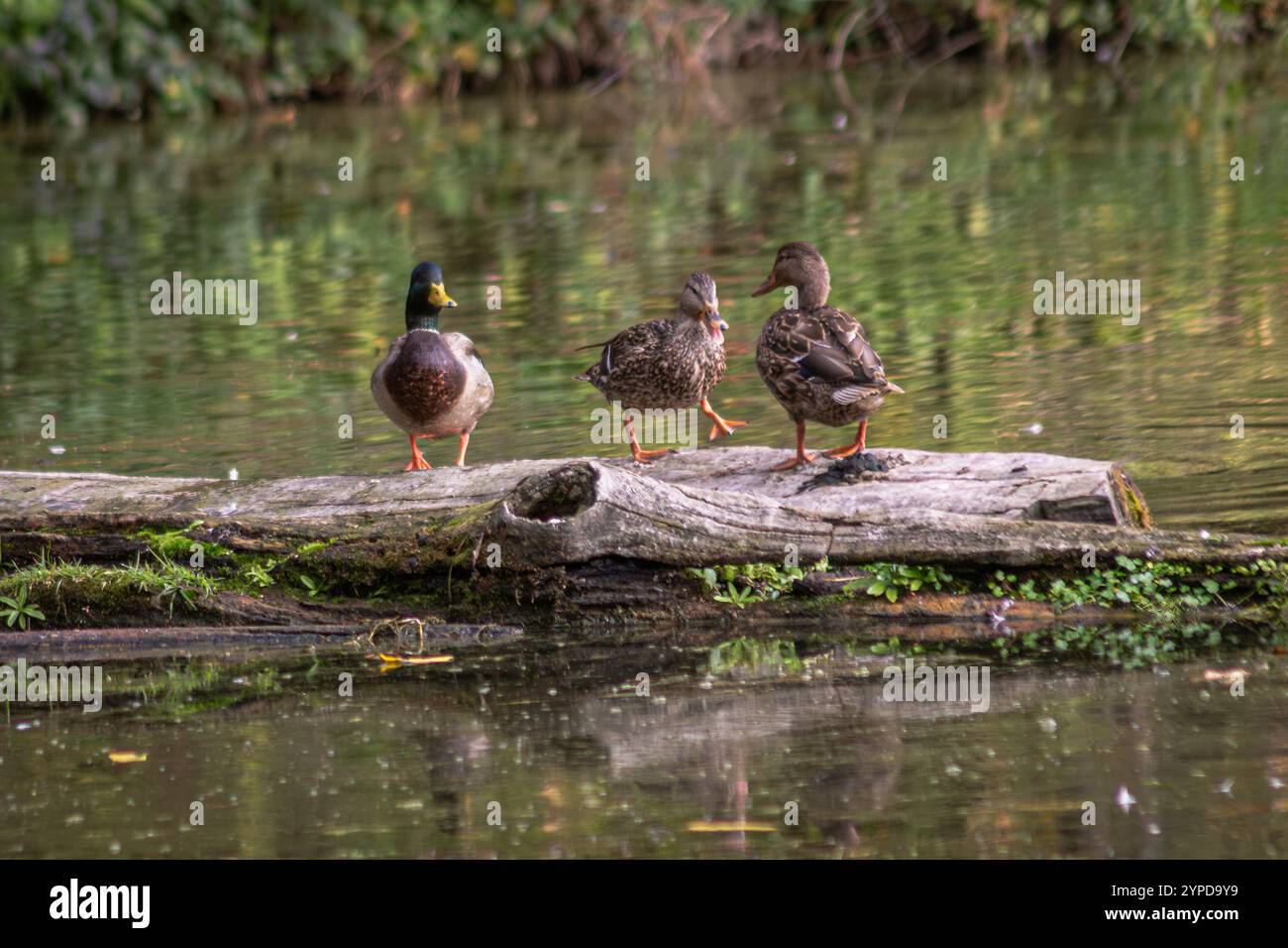 Anatre Mallard maschili e femminili che riposano su un tronco al Whitaker Ponds Nature Park di Portland, Oregon Foto Stock