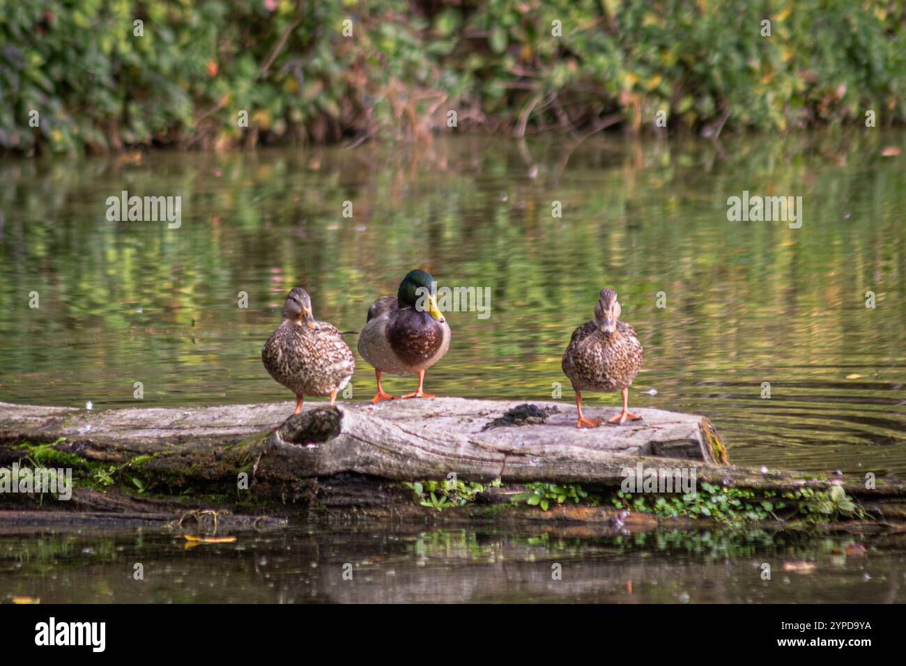 Anatre Mallard maschili e femminili che riposano su un tronco al Whitaker Ponds Nature Park di Portland, Oregon Foto Stock