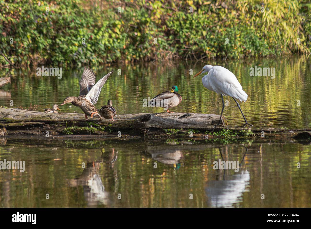 Great Egret con i Mallard Ducks su un tronco al Whitaker Ponds Nature Park di Portland, Oregon Foto Stock