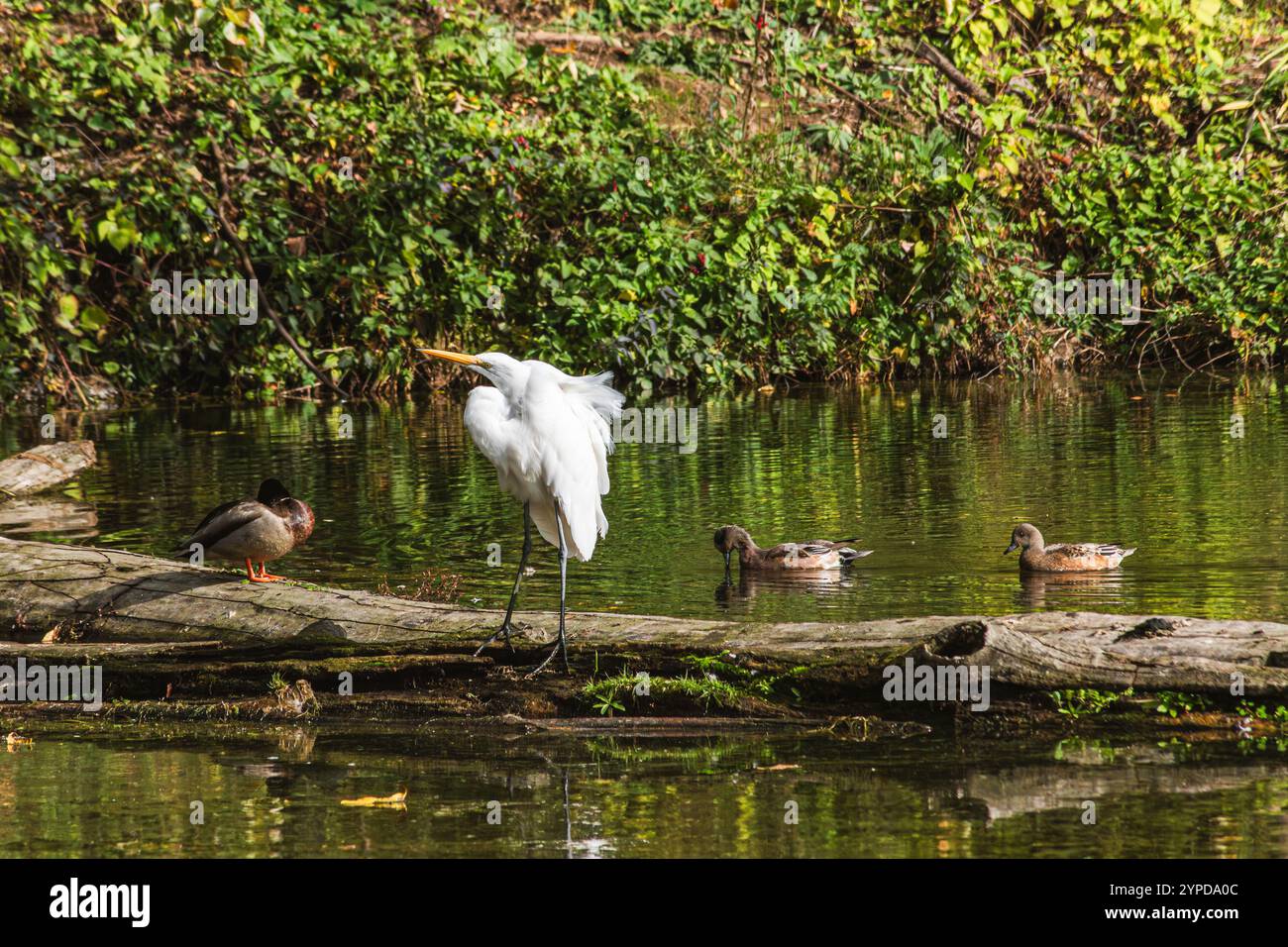 Great Egret con i Mallard Ducks su un tronco al Whitaker Ponds Nature Park di Portland, Oregon Foto Stock