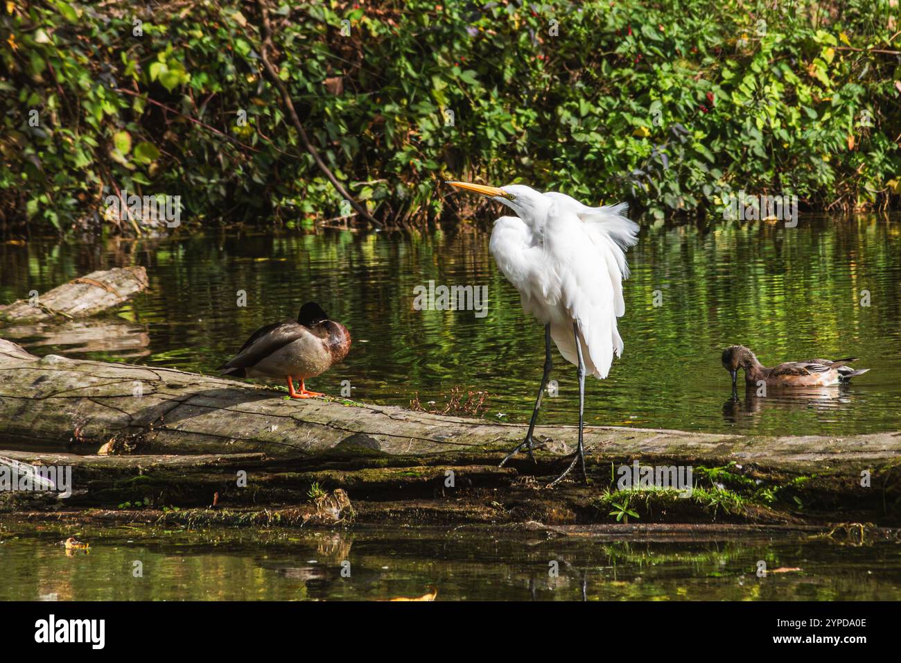 Great Egret con i Mallard Ducks su un tronco al Whitaker Ponds Nature Park di Portland, Oregon Foto Stock