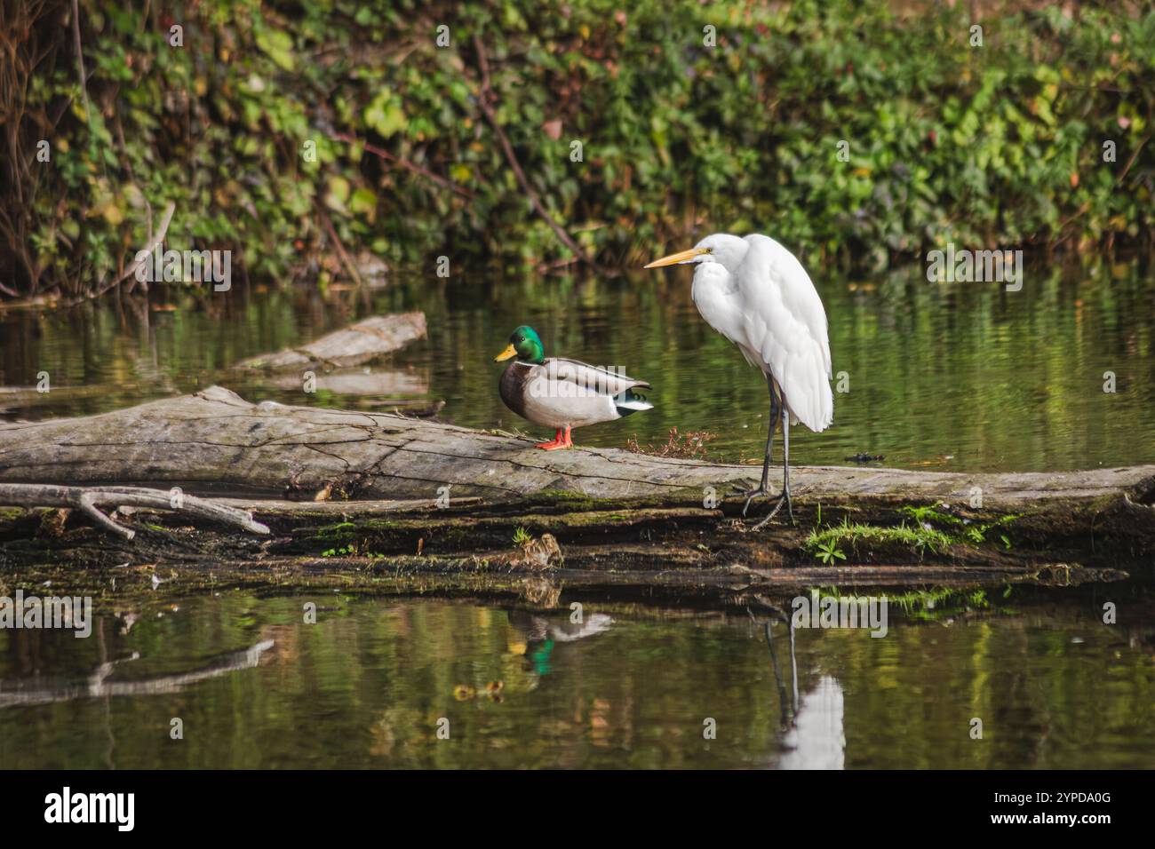 Great Egret con i Mallard Ducks su un tronco al Whitaker Ponds Nature Park di Portland, Oregon Foto Stock