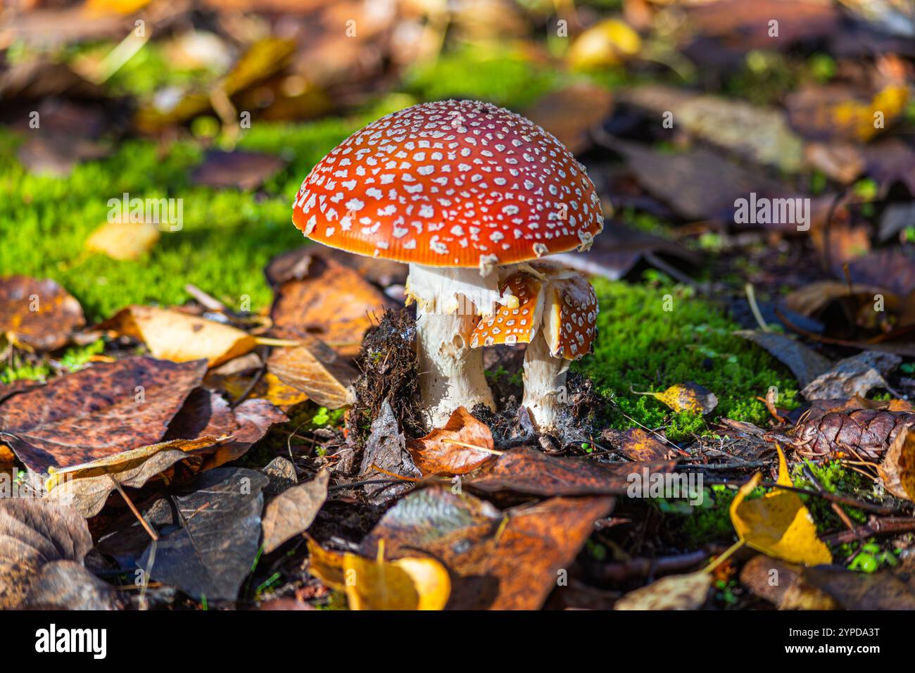 I funghi di toadstool crescono sul pavimento della foresta con foglie di colore autunnale al Kelley Point Park di Portland, Oregon Foto Stock