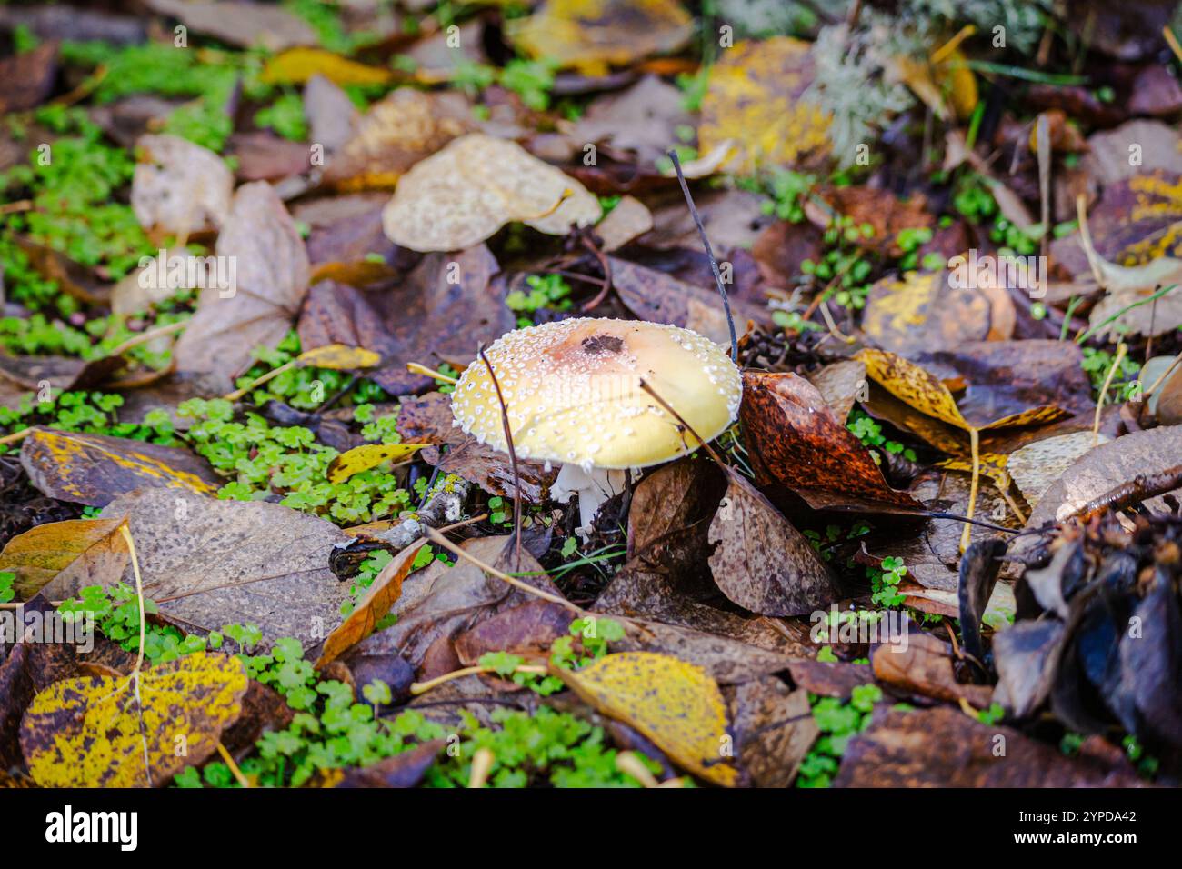 Funghi Toadstool giallo brillante e rosso che crescono nel fogliame autunnale al Kelley Point Park di Portland, Oregon Foto Stock