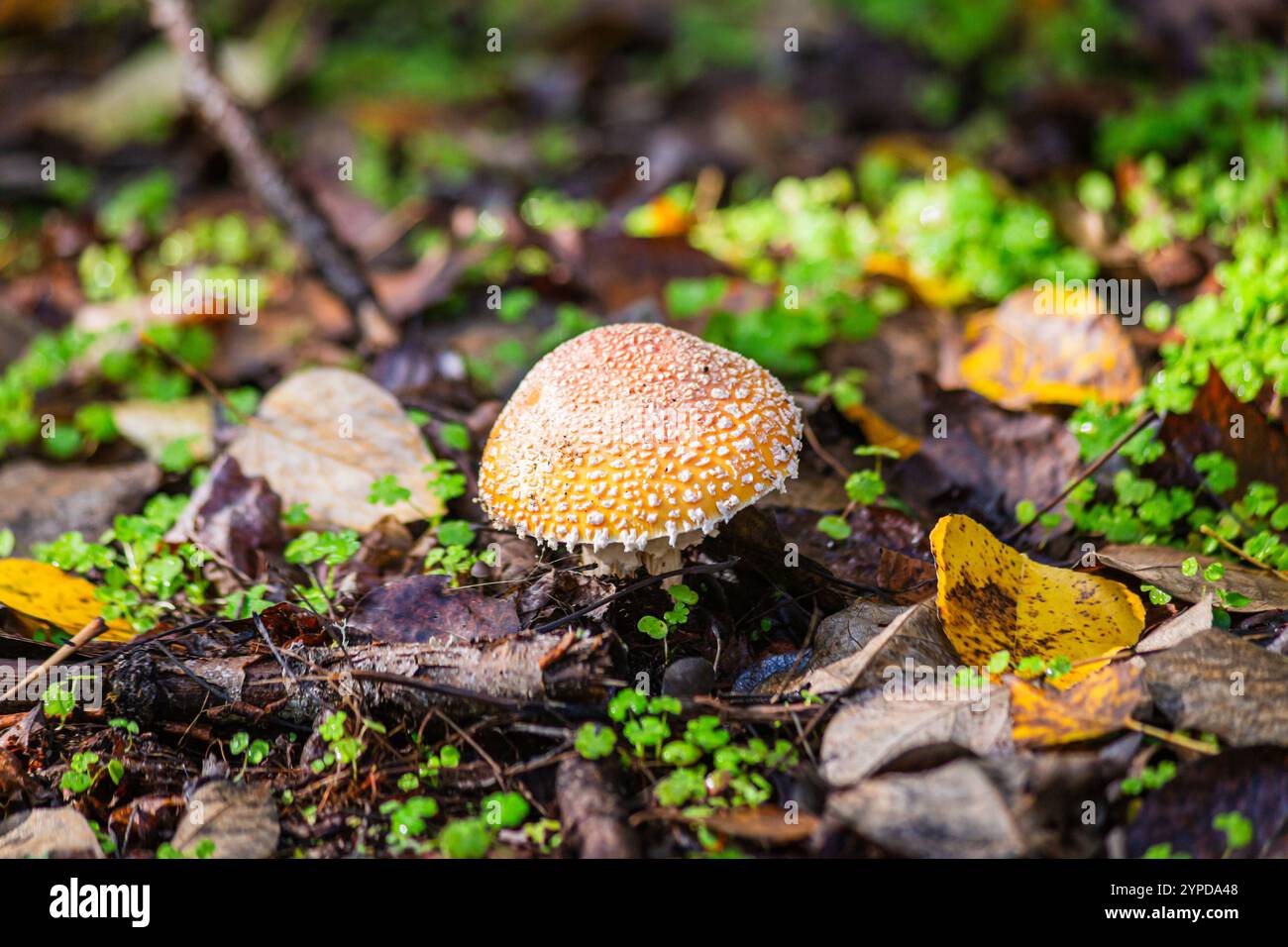 I funghi di toadstool crescono sul pavimento della foresta con foglie di colore autunnale al Kelley Point Park di Portland, Oregon Foto Stock