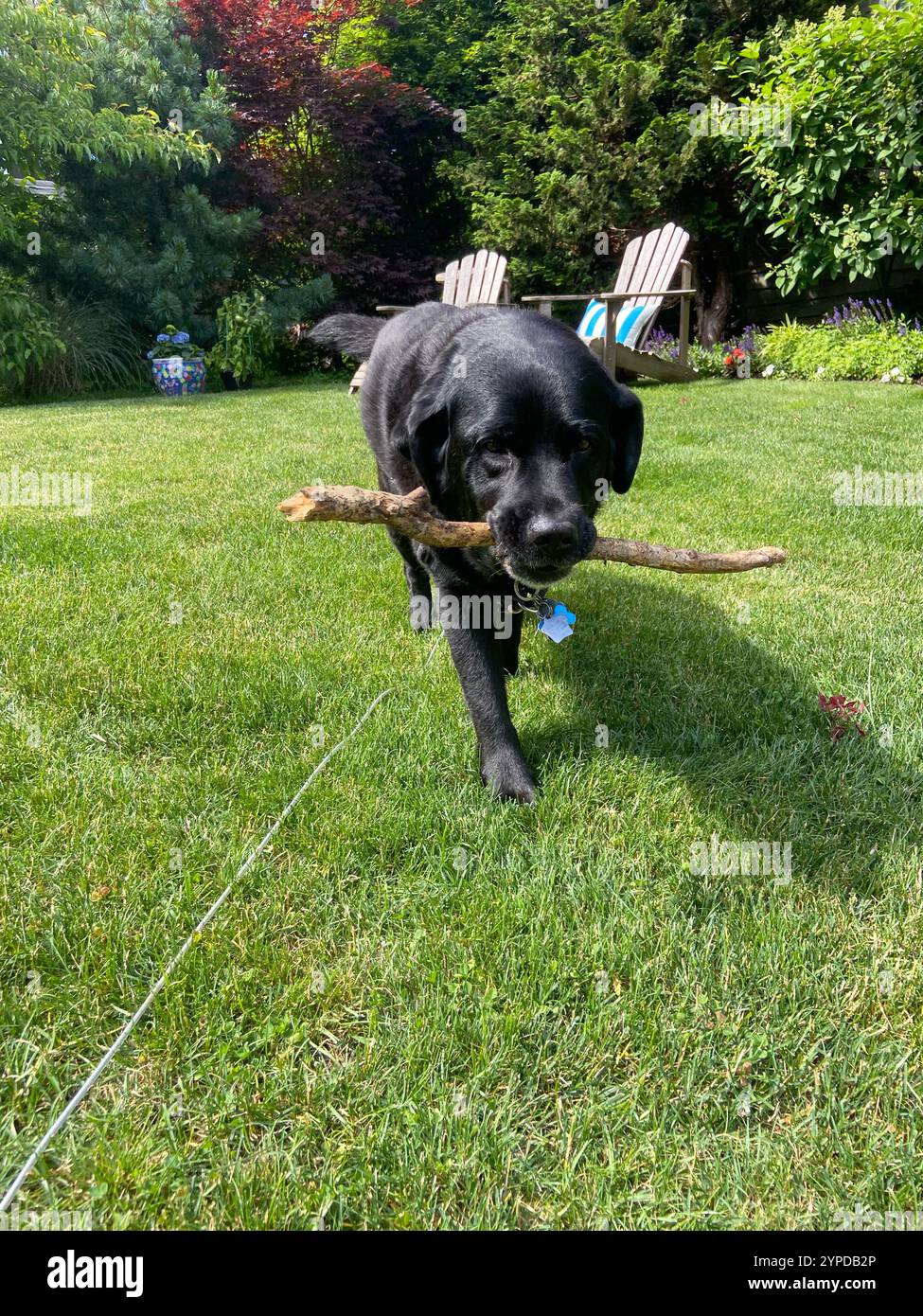 Black Labrador Retriever, che gioca con un bastone in un giardino vivace Foto Stock