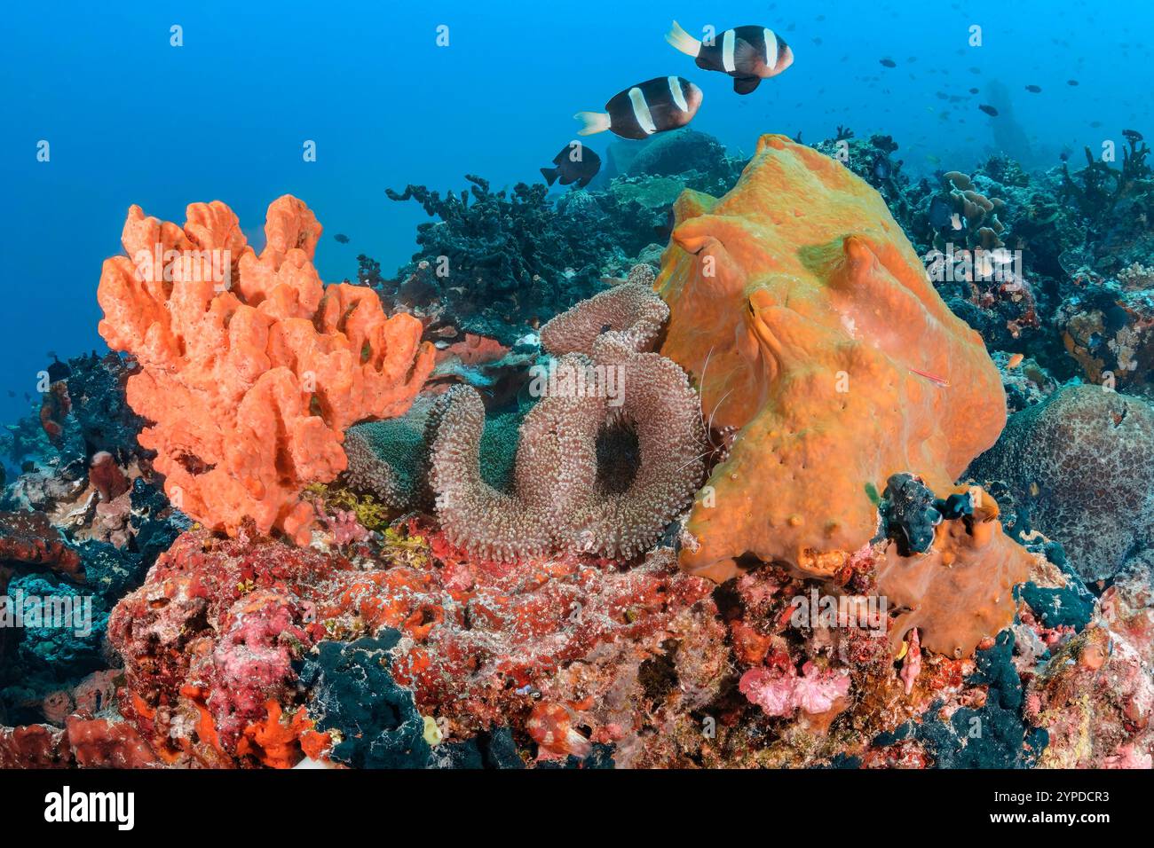 Anemonefish di Clark, Amphiprion clarkii e Haddon's Sea Anemone, Stichodactyla haddoni, East Lembeh Island, North Sulawesi, Indonesia Foto Stock