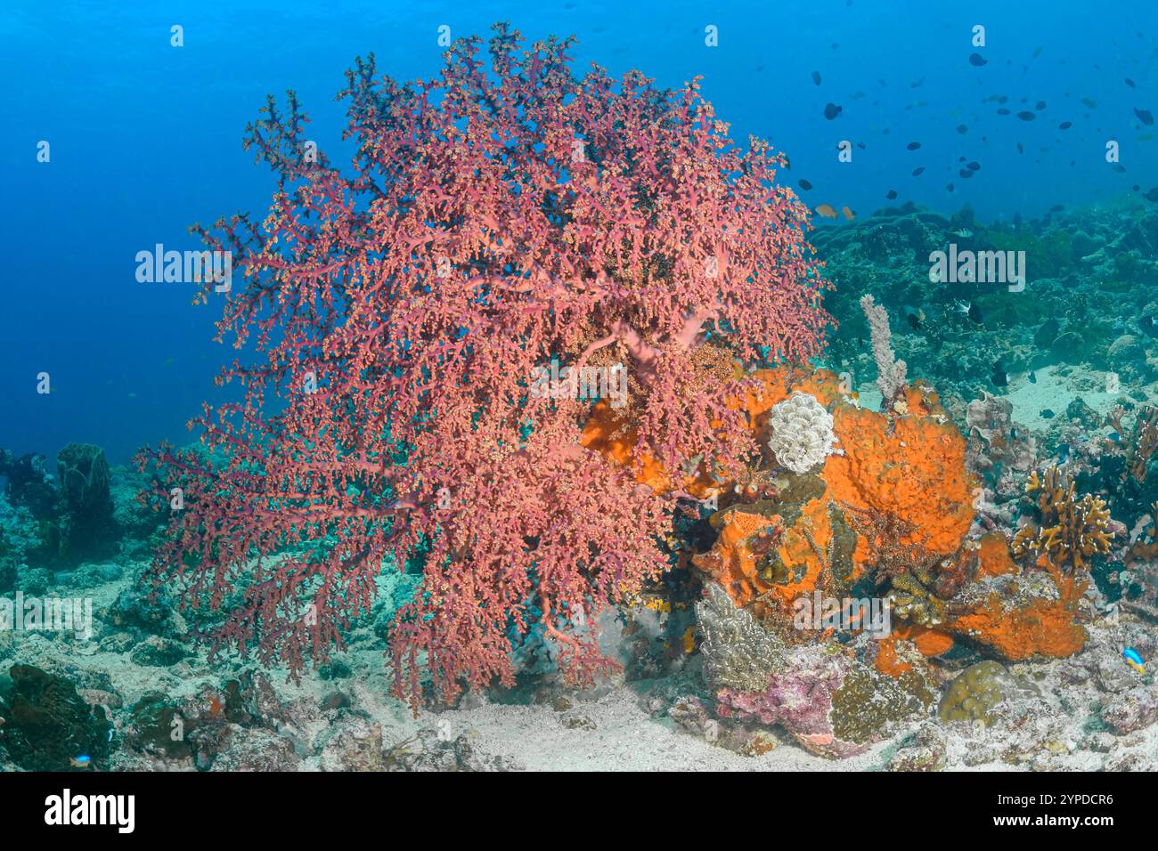 Fan del mare, Siphonogorgia godeffroyi, East Lembeh Island, North Sulawesi, Indonesia Foto Stock