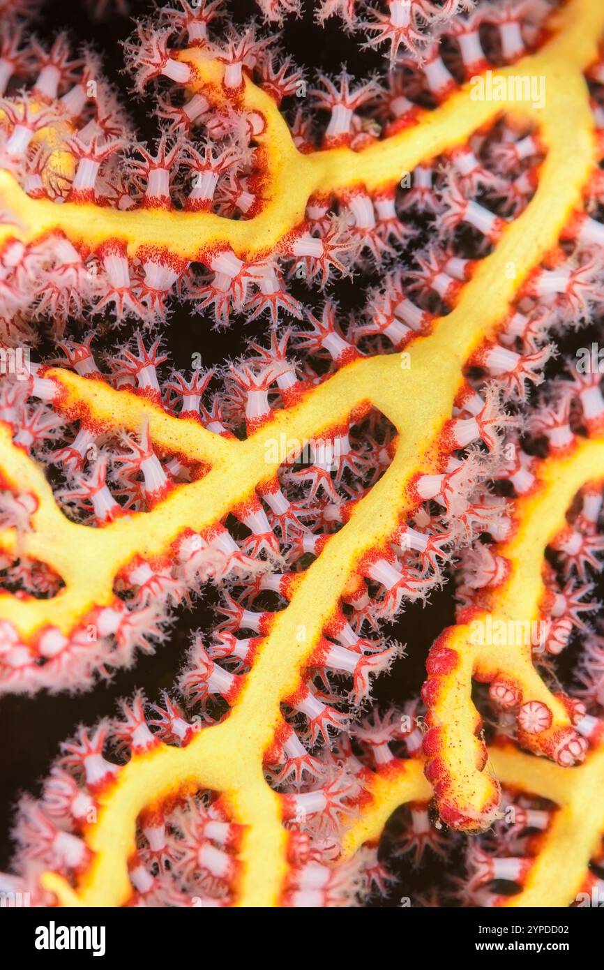 Polipi per ventole marine, Melithaea ochracea, stretto di Lembeh, Sulawesi settentrionale, Indonesia Foto Stock